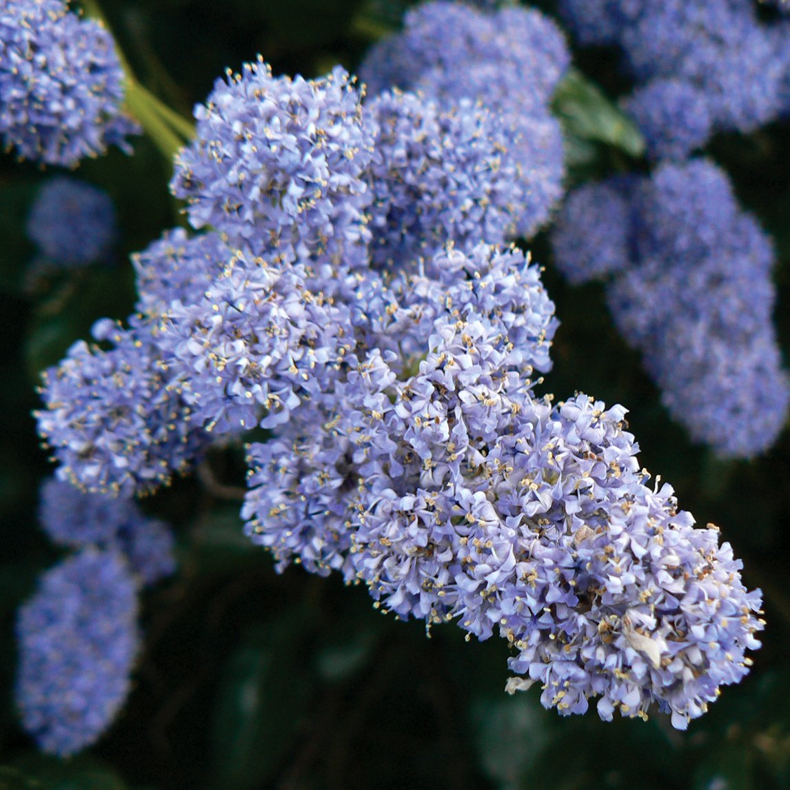 Ceanothus 'Yankee Point'