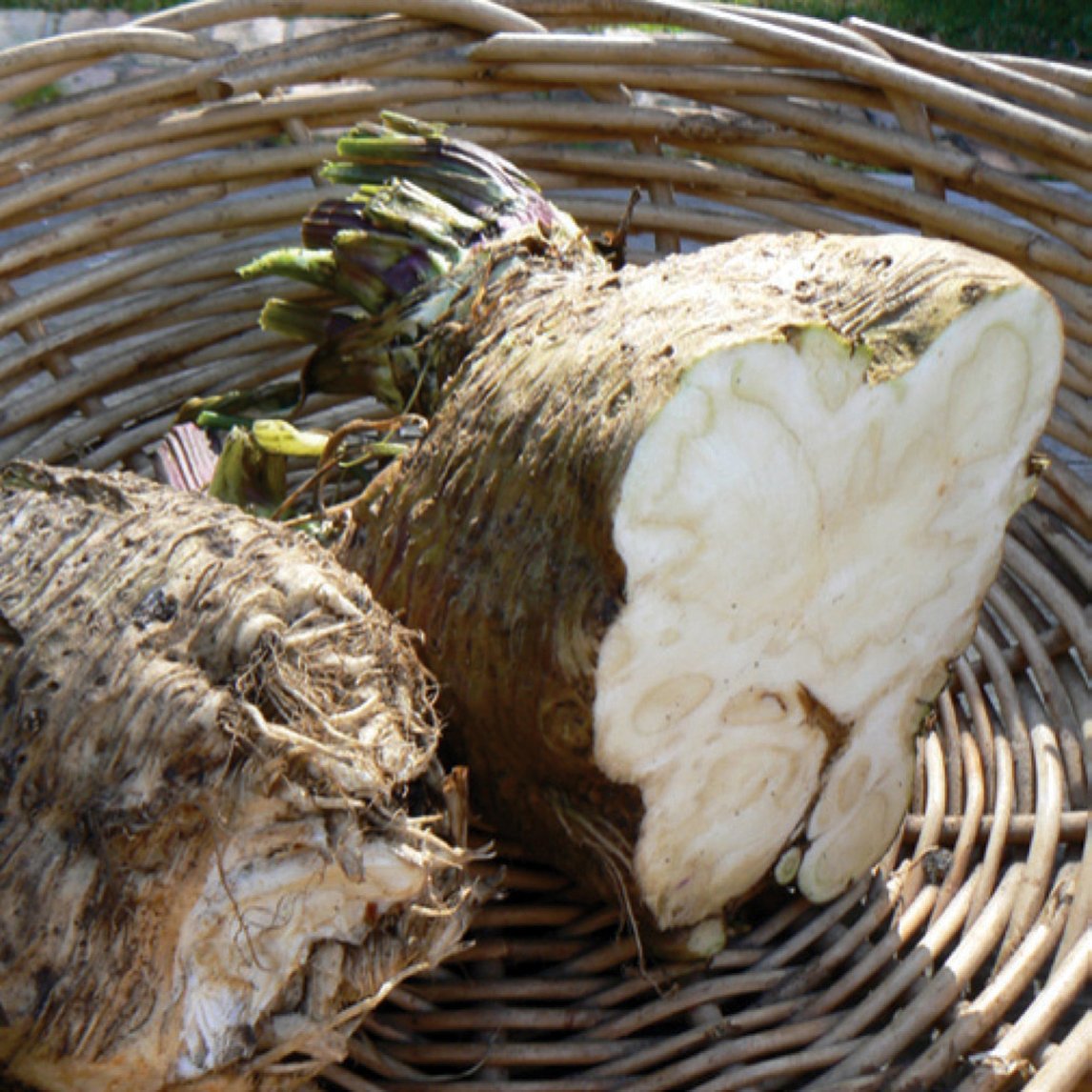 Celeriac 'Verona'