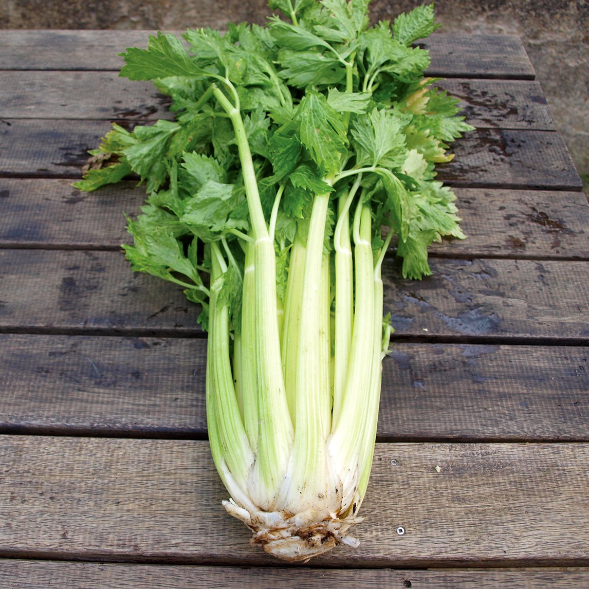 Celery 'Dorata D'Asti'
