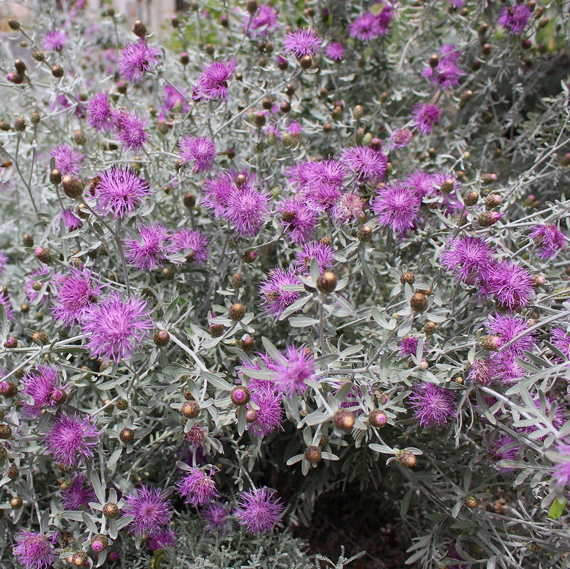 Centaurea Cineraria Purple