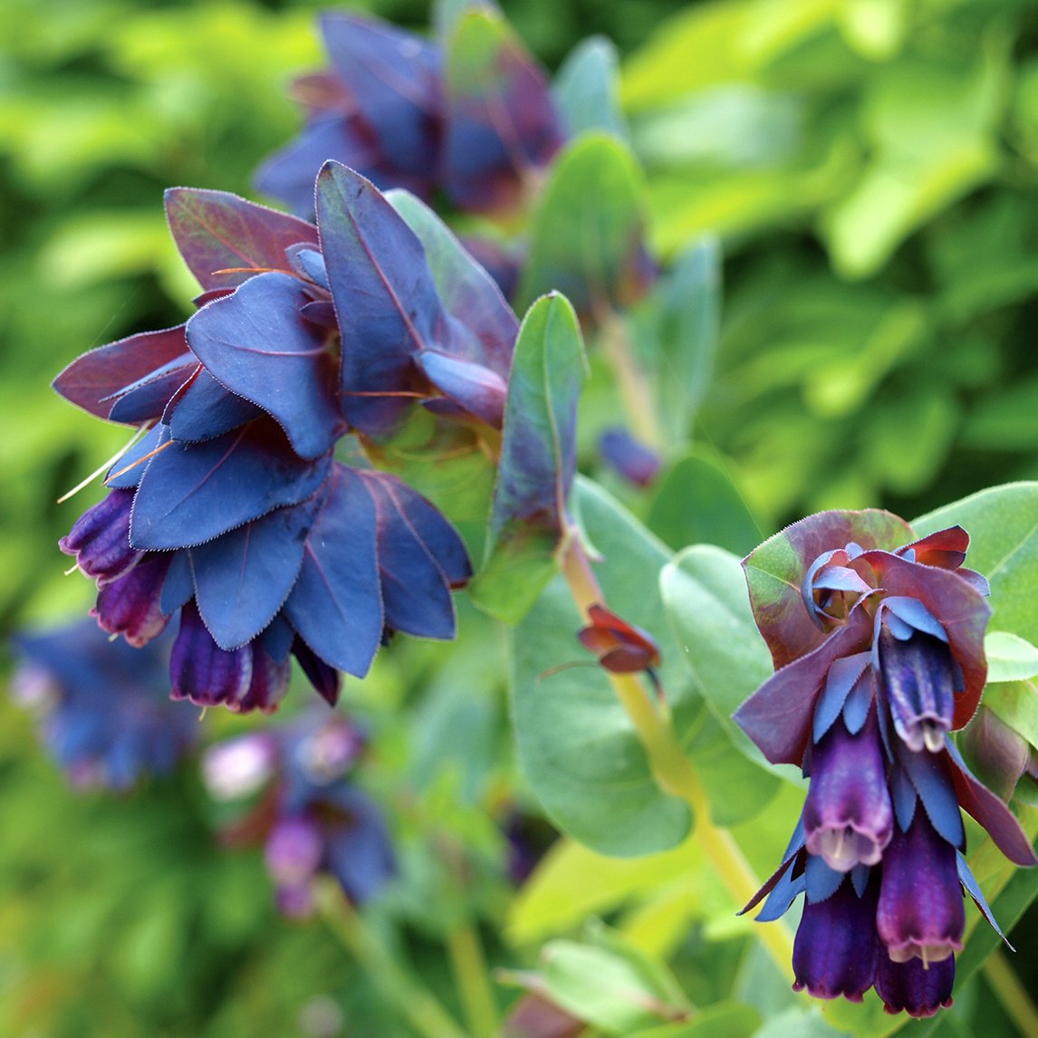 Cerinthe 'Purple'