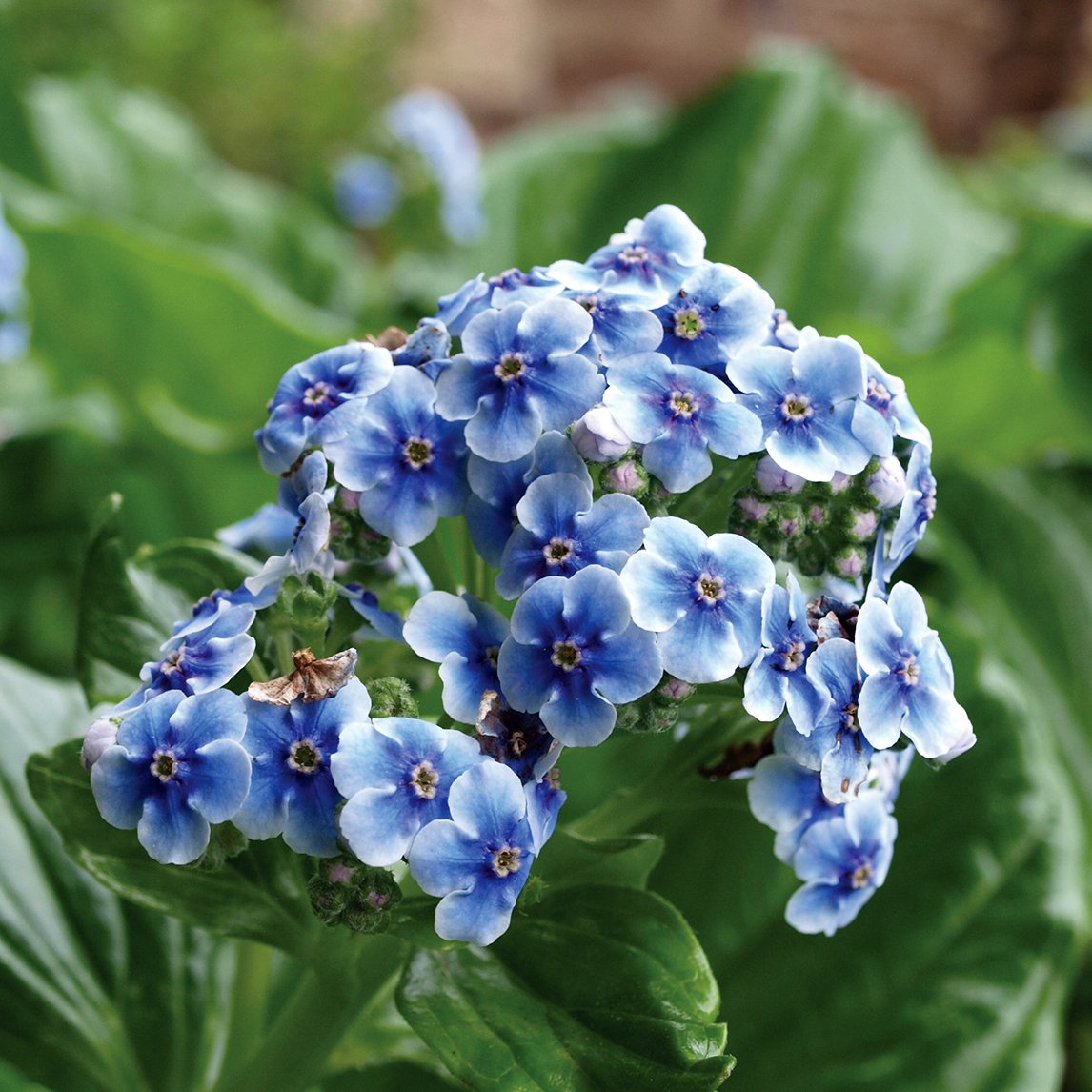 Chatham Island Forget-Me-Not