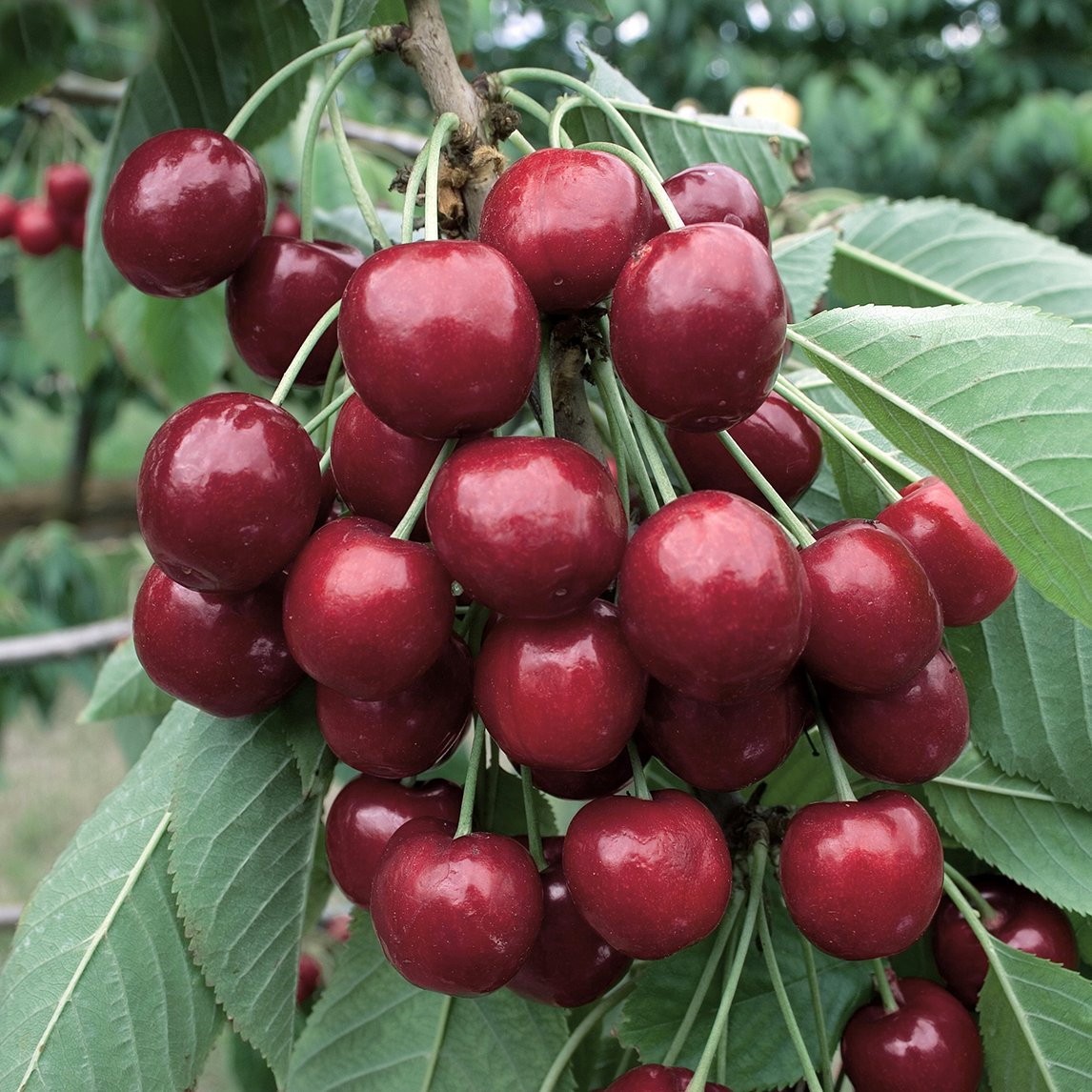 Cherry &#39;Lapin&#39;