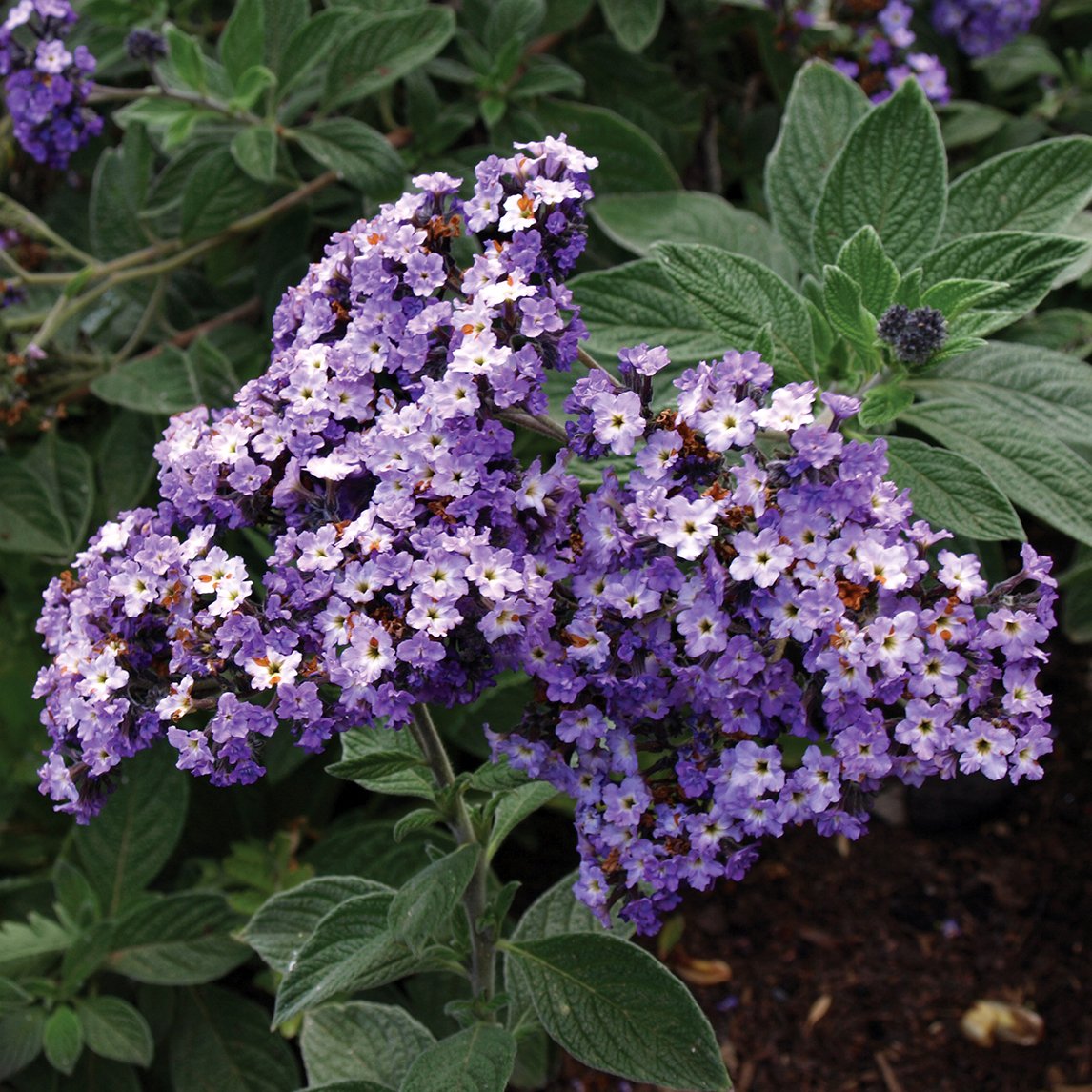 Cherry Pie 'Purple Heirloom'