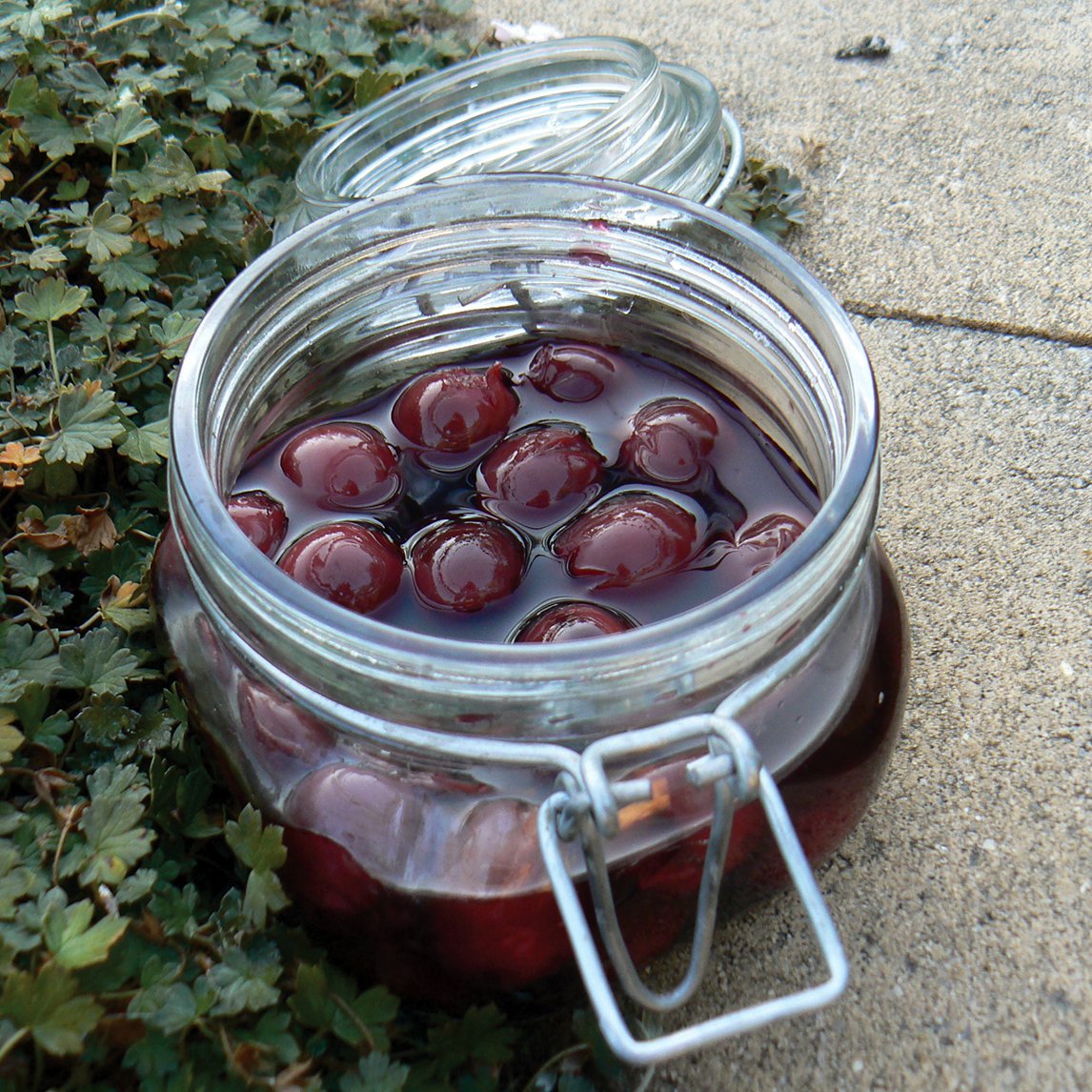 Sour Cherry &#39;Morello&#39;