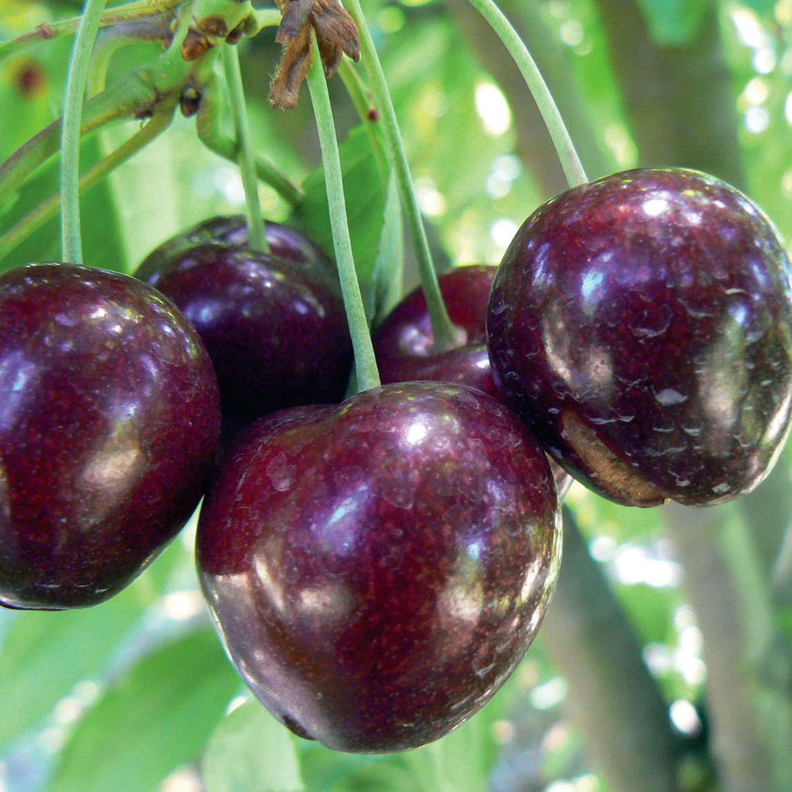 Cherry 'Stella'