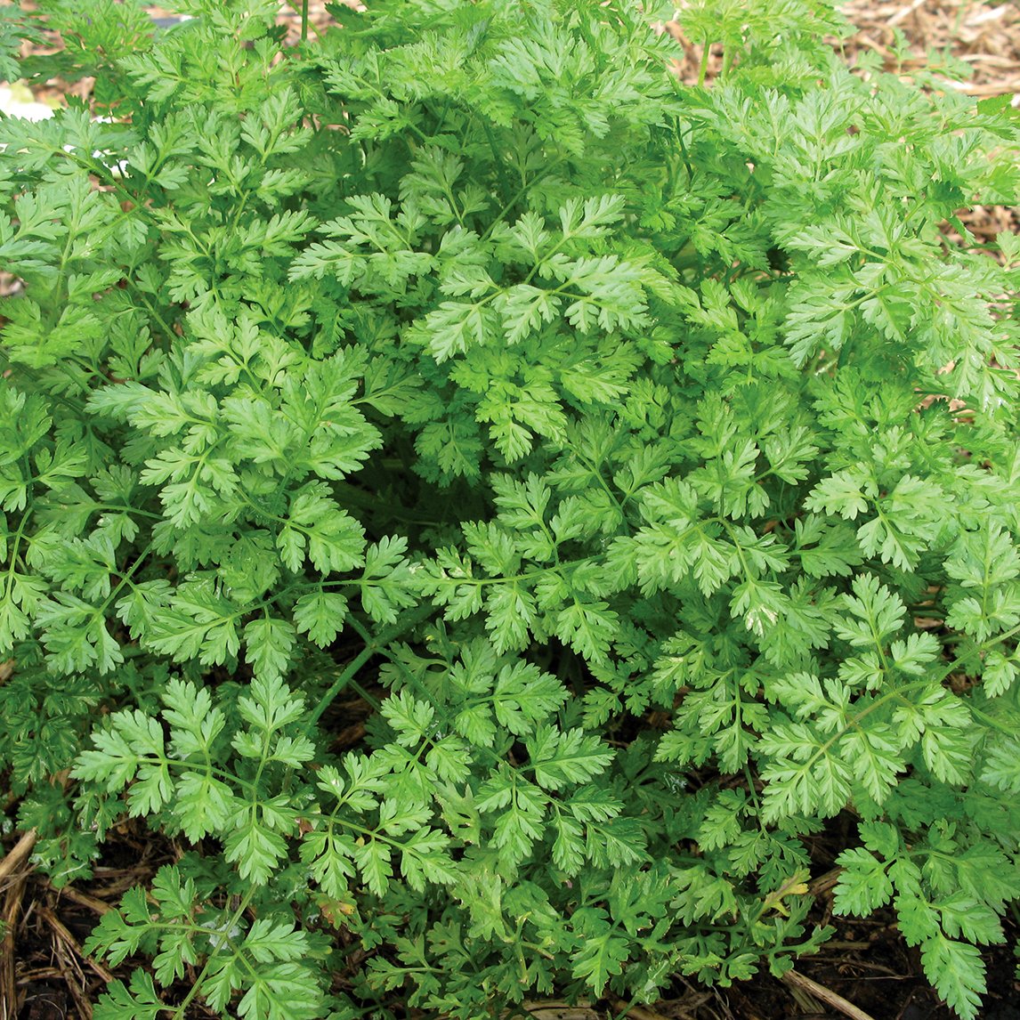 Chervil