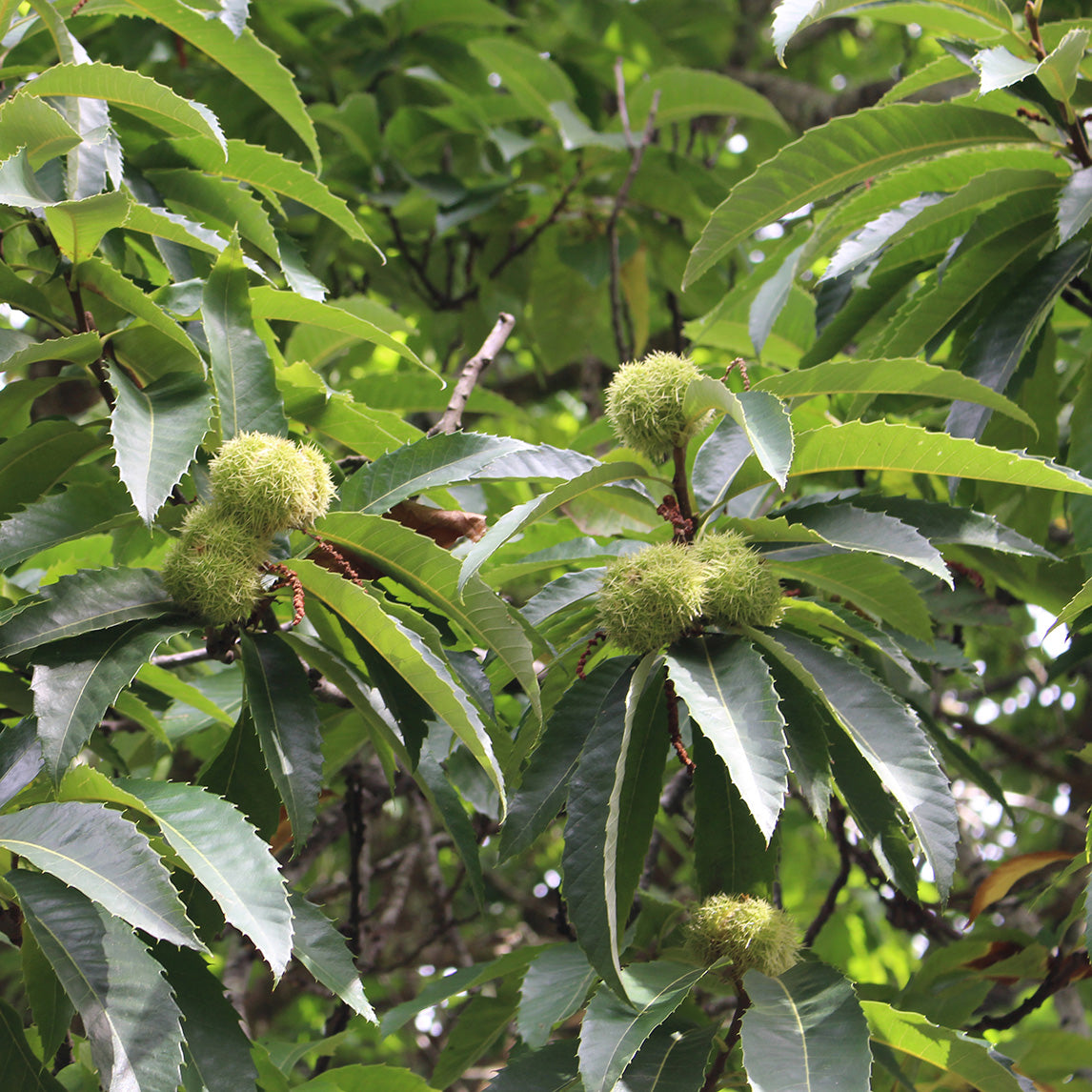 Chestnut 'Di Coppi Marone'