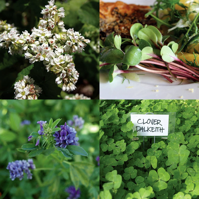 Chicken Feed Mix The Diggers Club