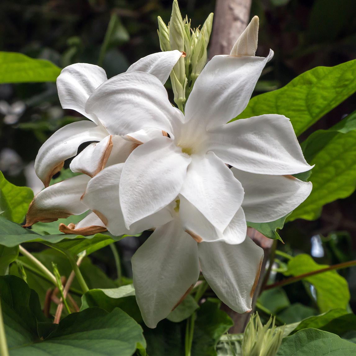 Chilean Jasmine