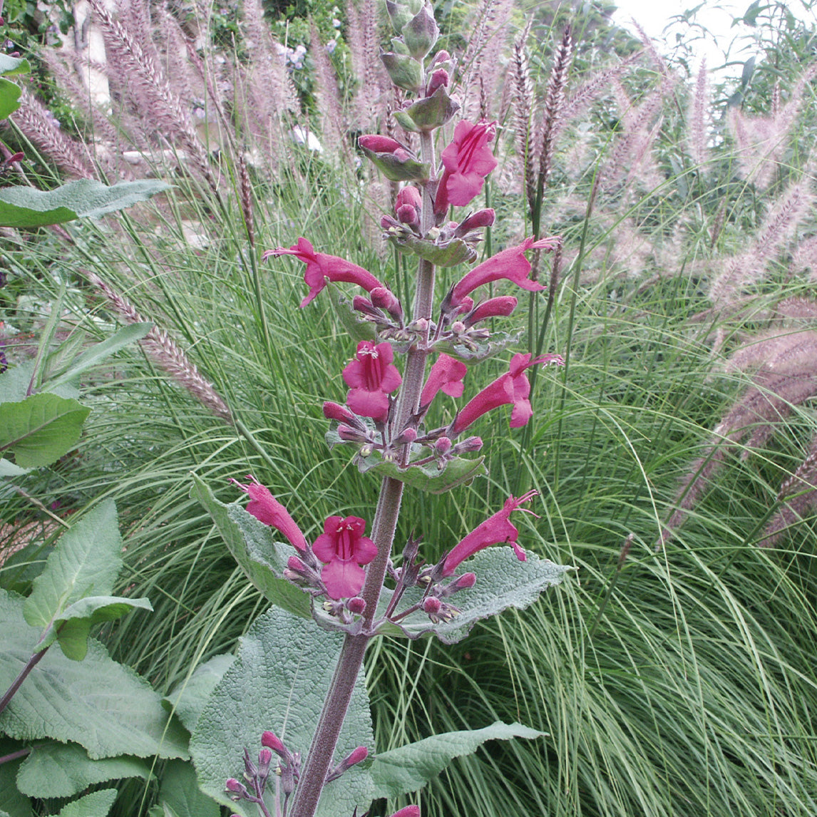 Chilean Pitcher Sage