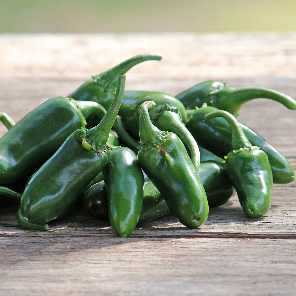 Chilli 'Early Jalapeno'