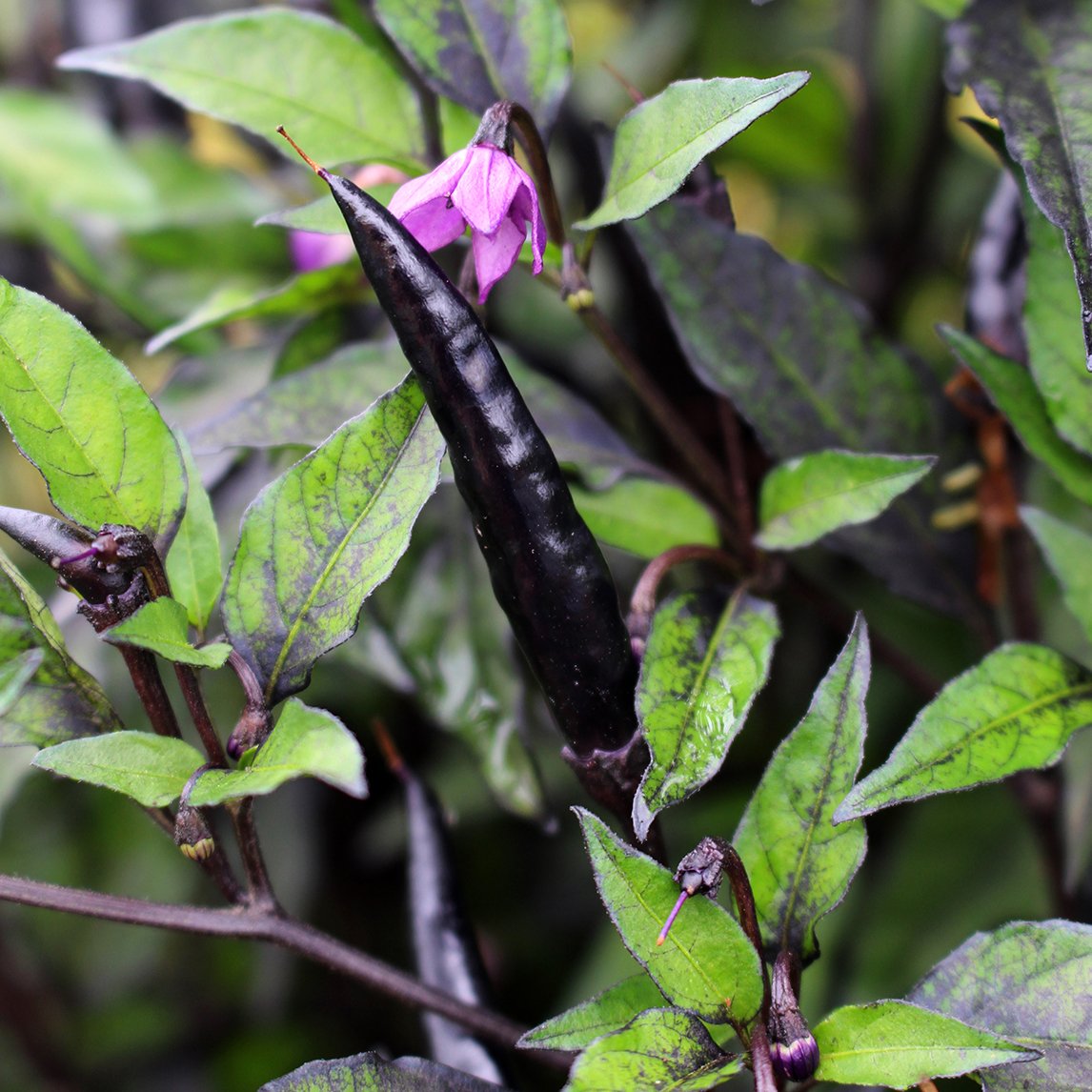 Violet Color Chilli Chilli 'Maui Purple' (Organic) - The Diggers Club