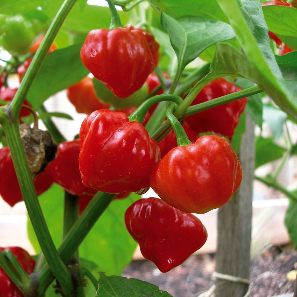 Chilli &#39;Tobago Seasoning&#39;
