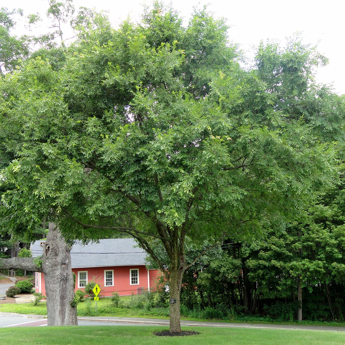 Chinese Elm