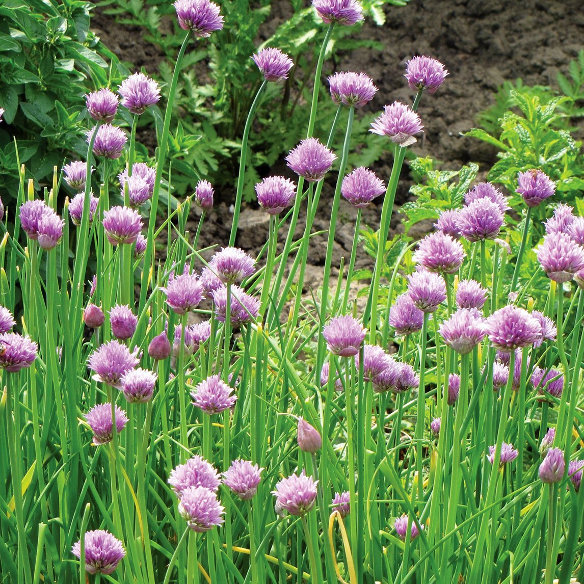 Chives
