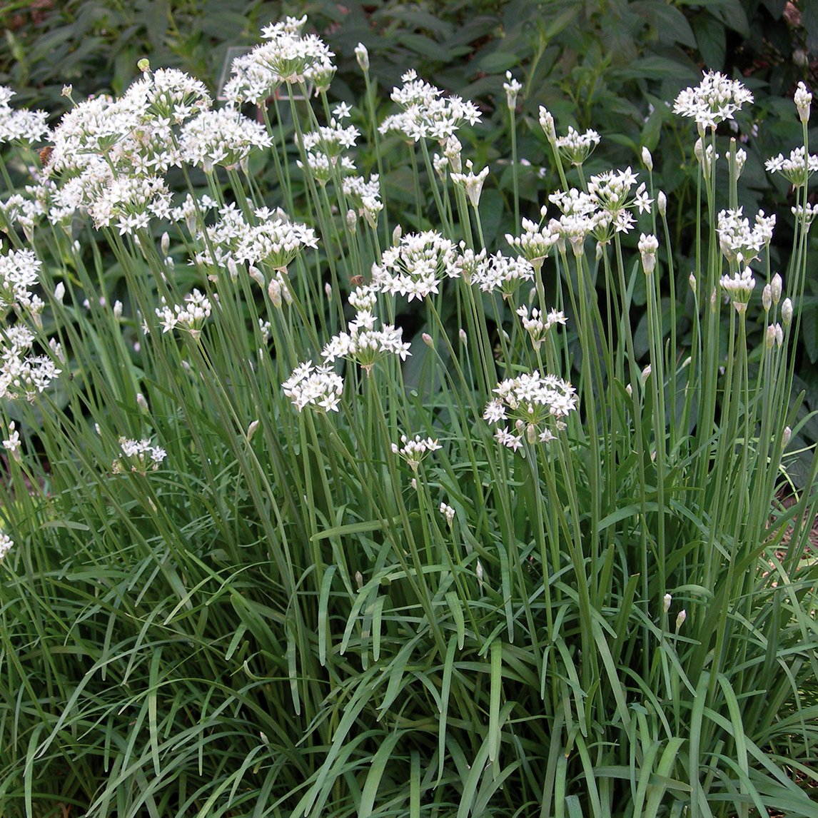 Chives &#39;Garlic&#39;