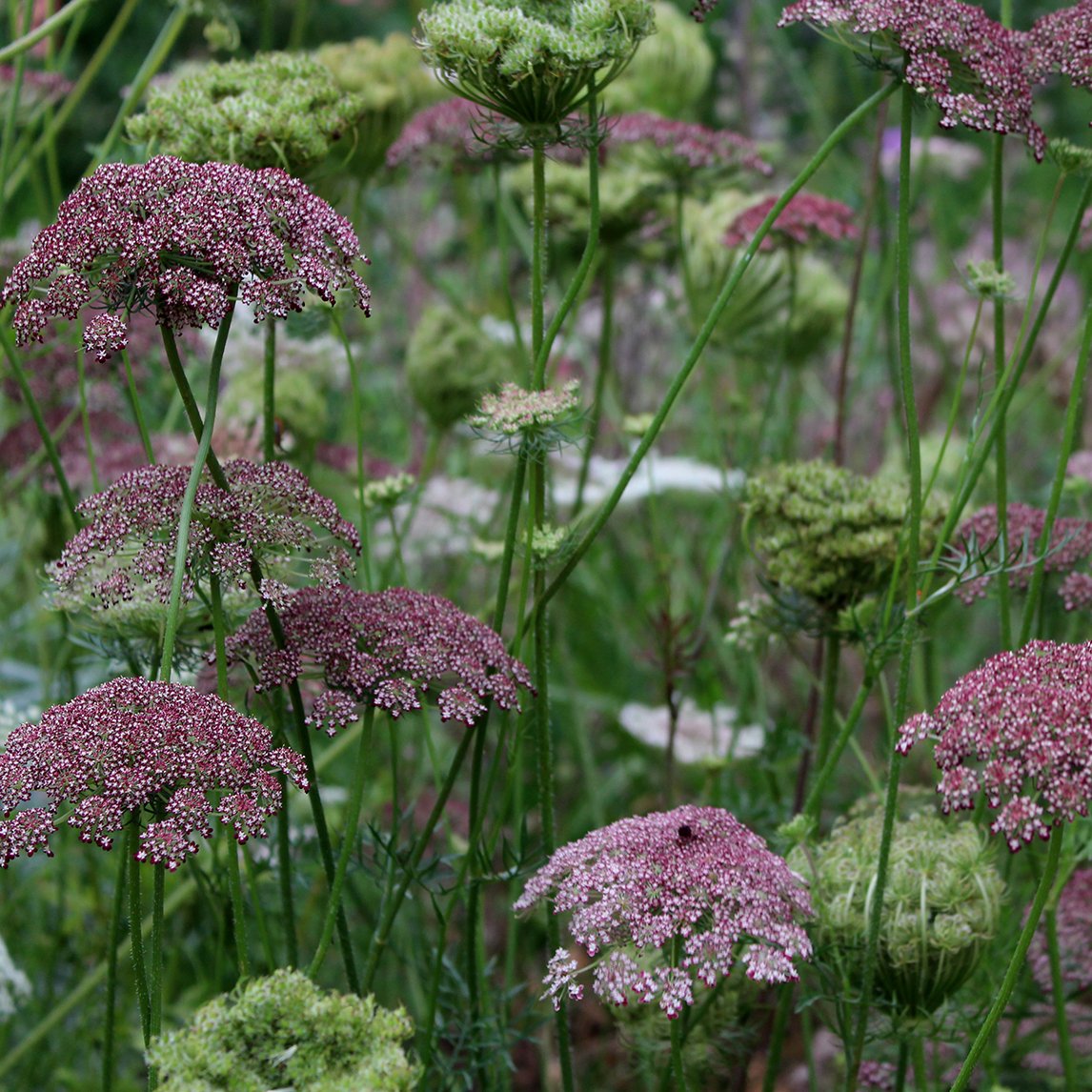 Chocolate Queen Anne's Lace