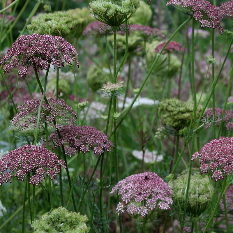 Chocolate Queen Anne's Lace The Diggers Club