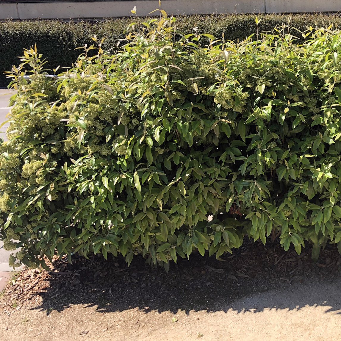Cinnamon Myrtle