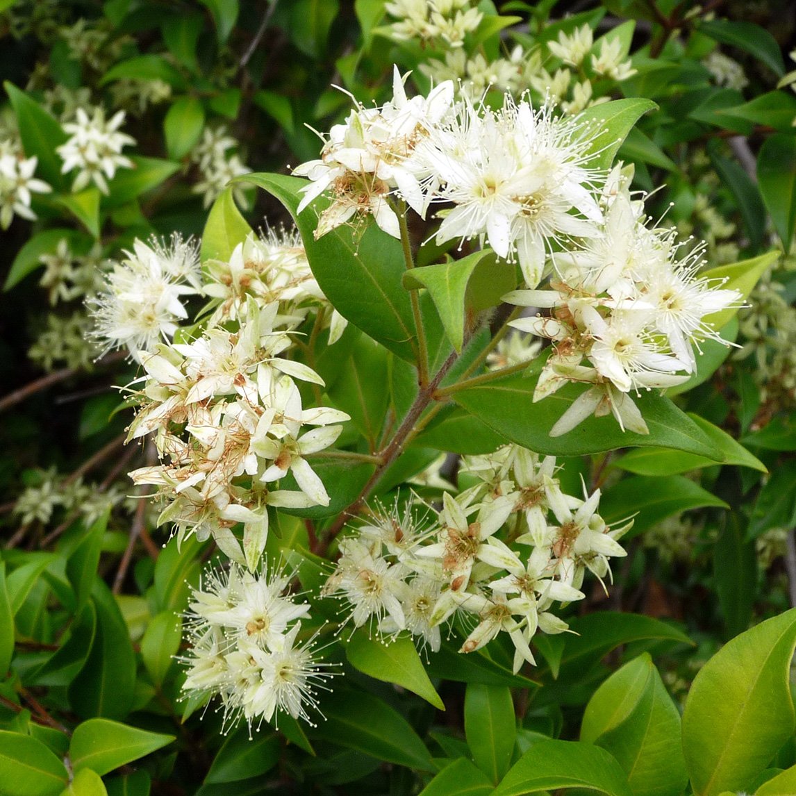 cinnamon plant flower Cinnamon Myrtle