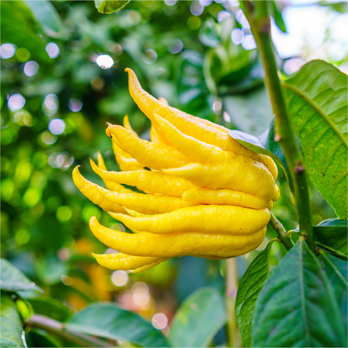 Citron 'Buddha's Hand'