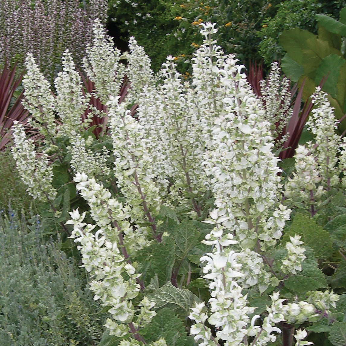 Clary Sage 'Vatican White'