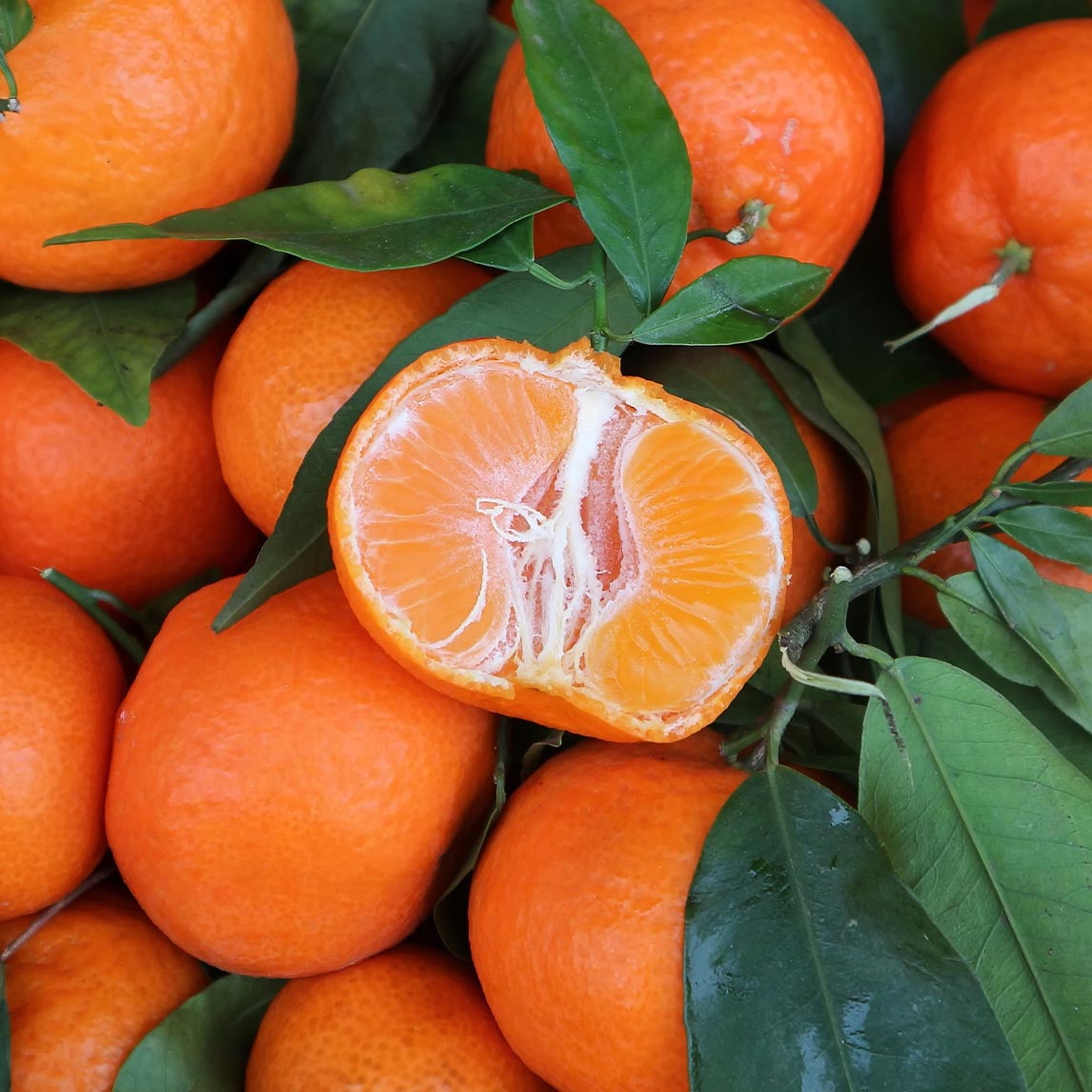 Clementine &#39;Nules&#39;