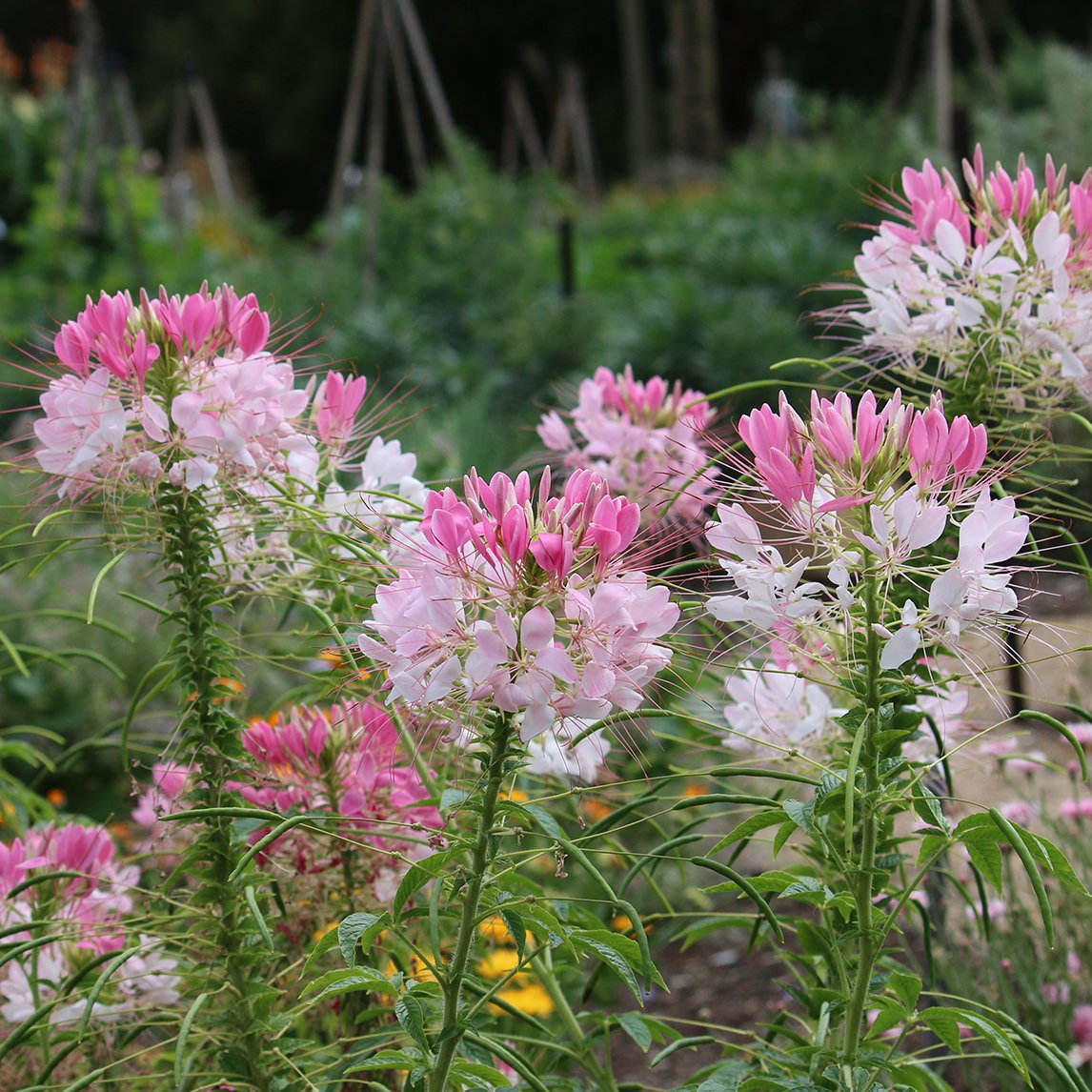 pink spider plant Cleome 'Pink Spider Flower'