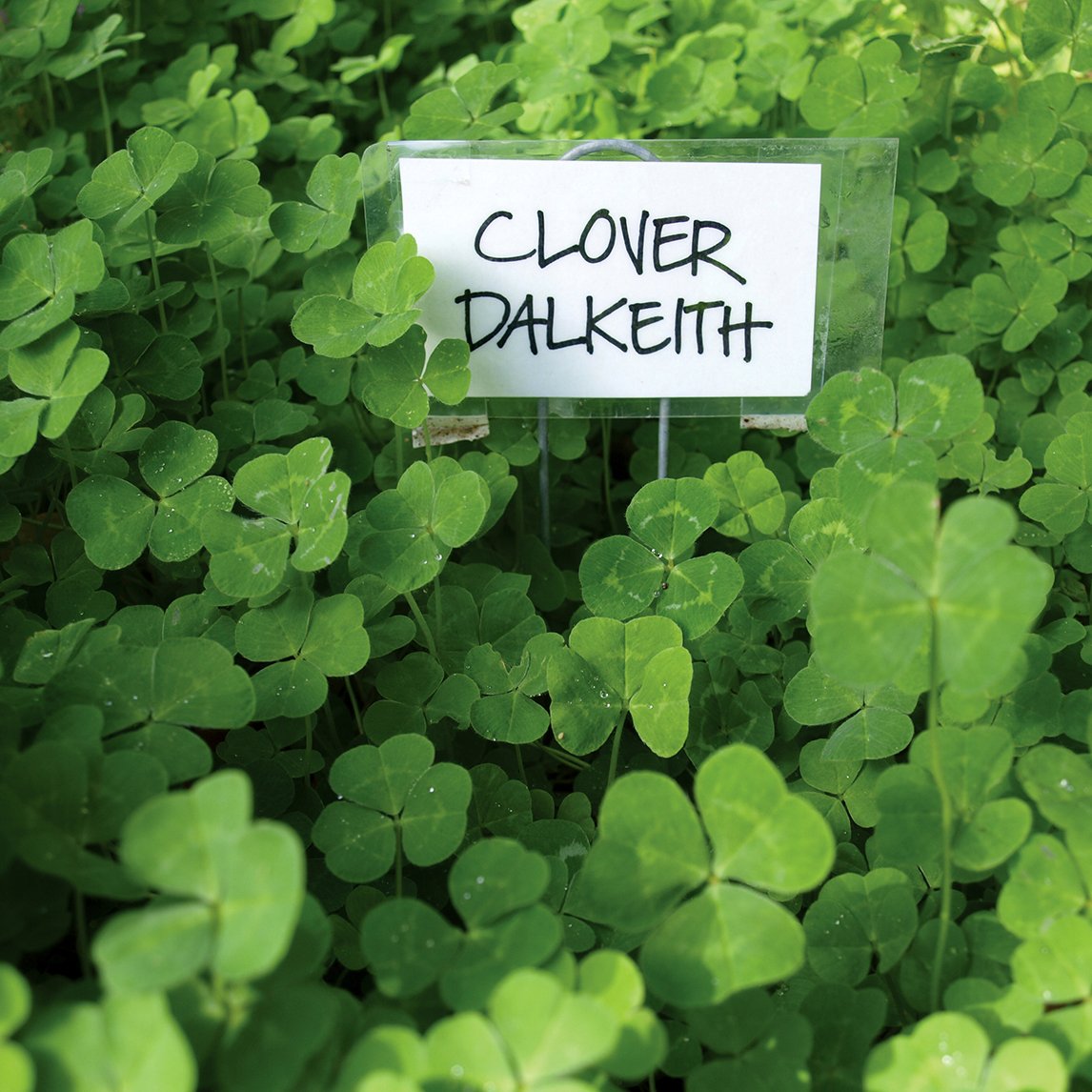 Clover &#39;Dalkeith&#39;