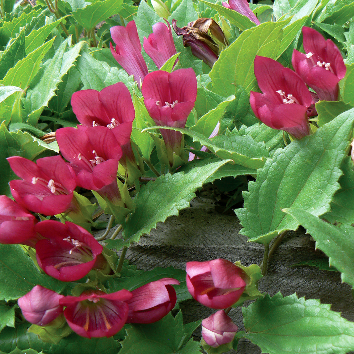 Climbing Snapdragon