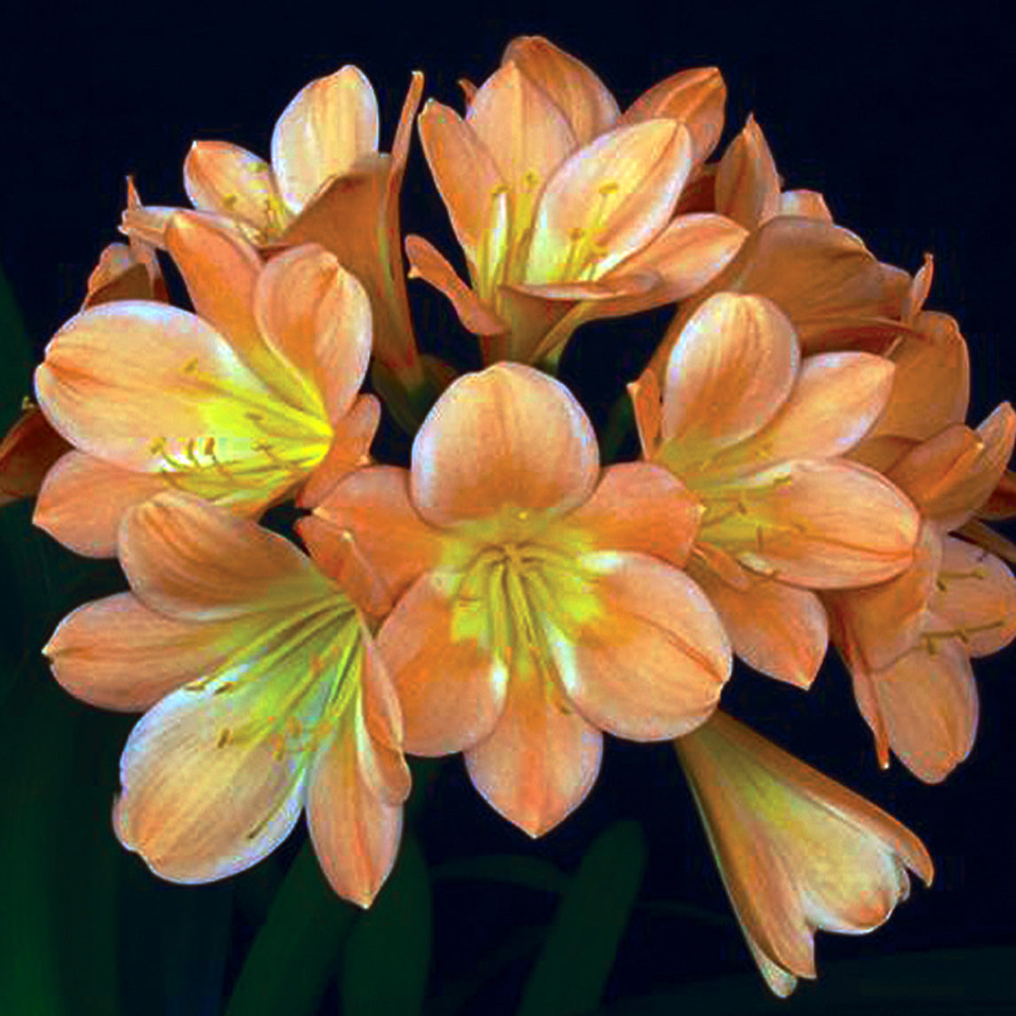 Clivia Peach