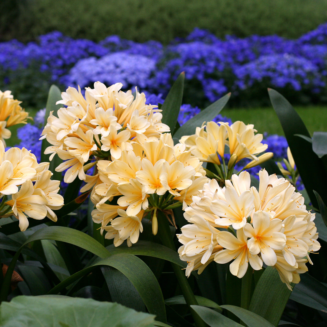 Clivia 'Yellow'
