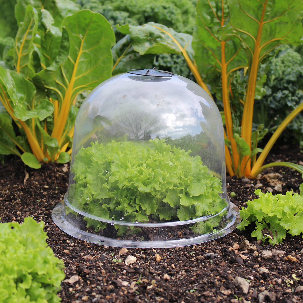 plastic cloche for plants Garden Cloche - Pack Of 3