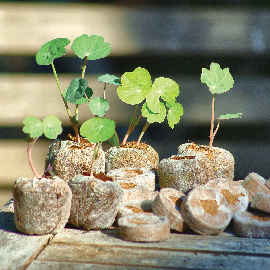 Coir Pellets