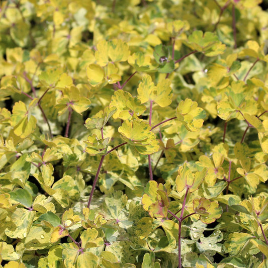 Columbine 'Leprechaun Gold'