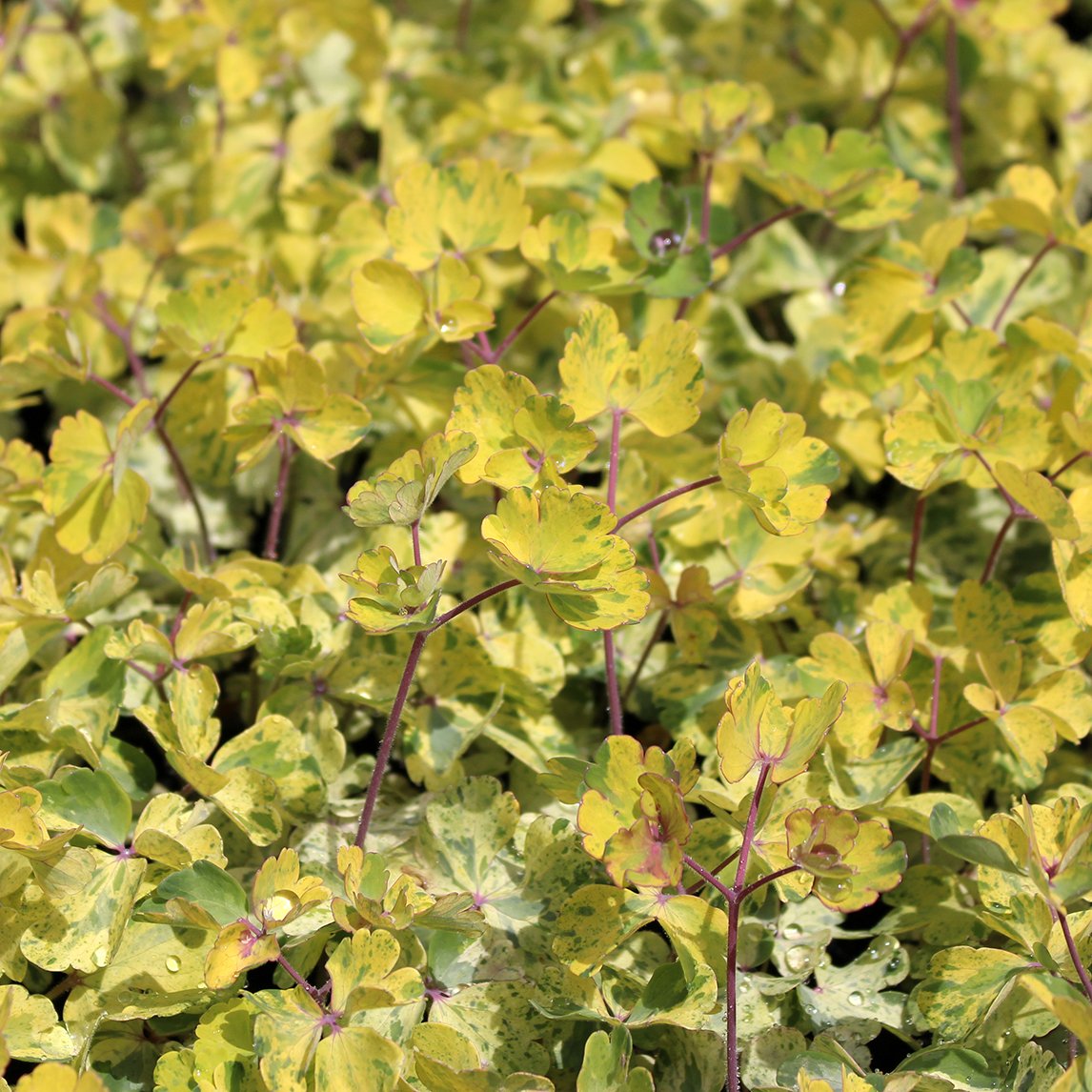 Columbine 'Leprechaun Gold'
