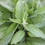 Comfrey Bocking 14