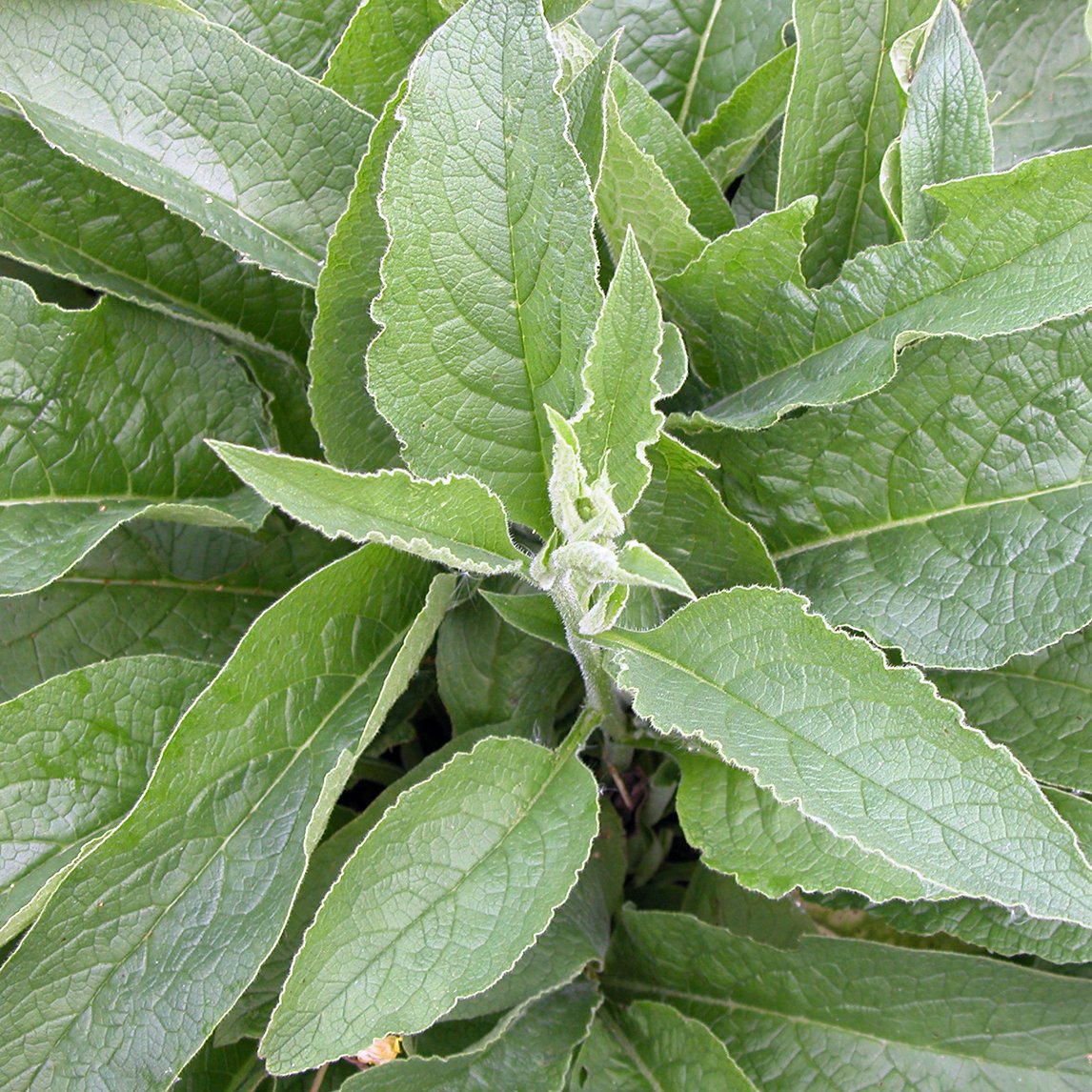 Comfrey Bocking 14