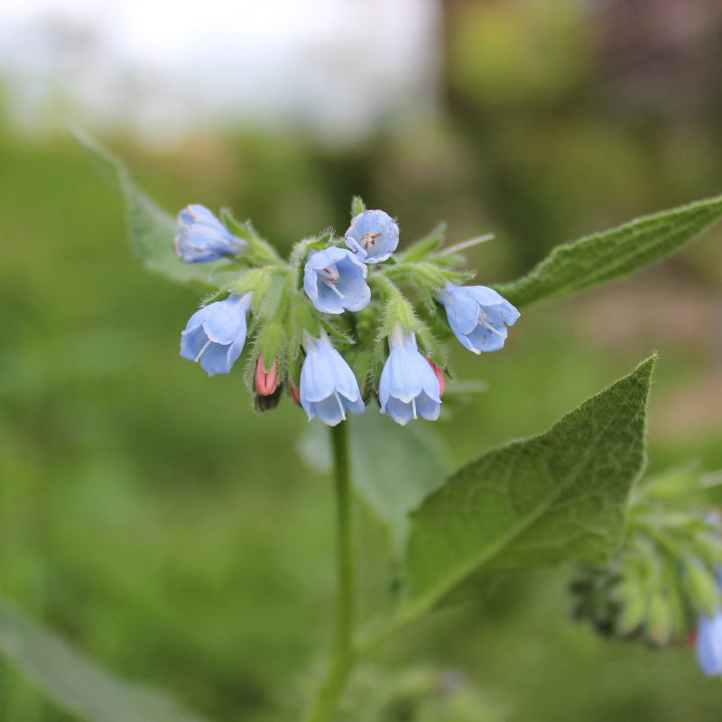Comfrey &#39;Hidcote Blue&#39;