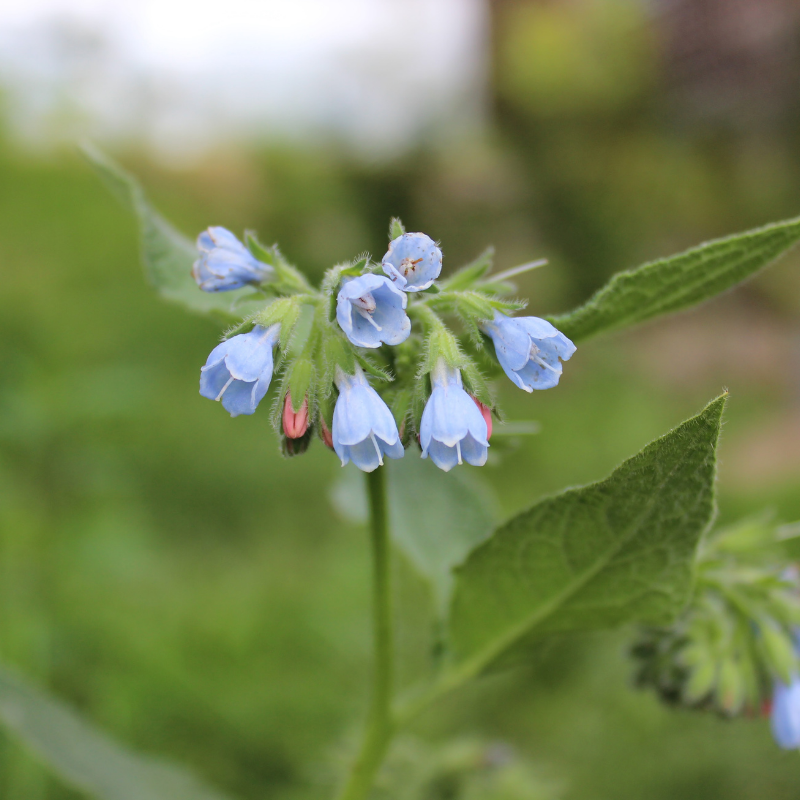 Comfrey 'Hidcote Blue'