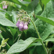 Comfrey (Organic)