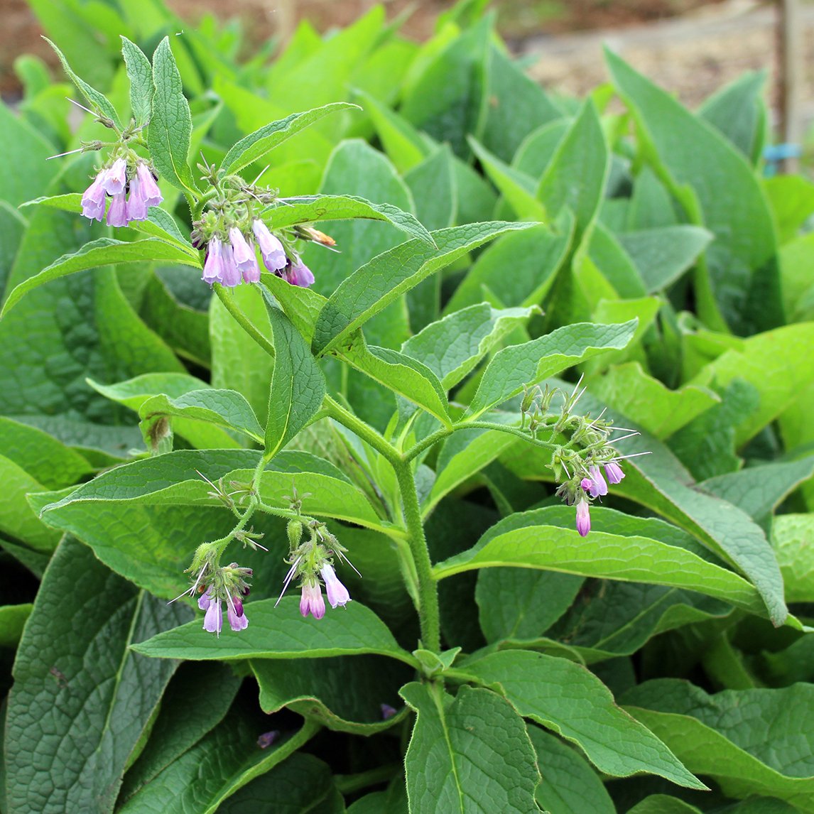 Comfrey (Organic)