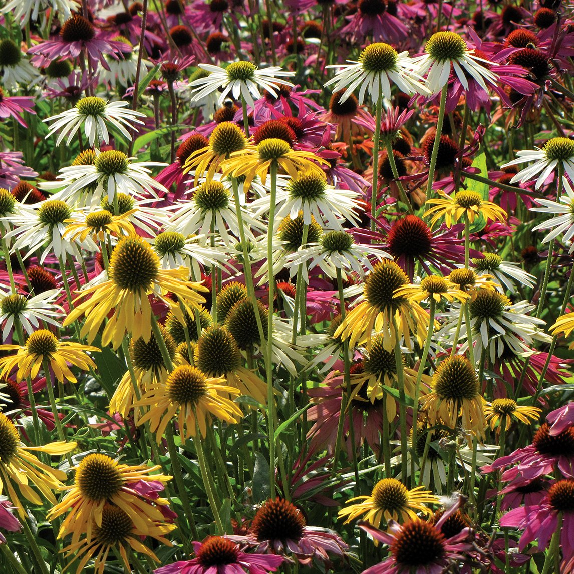 Echinacea 'Magic Box'