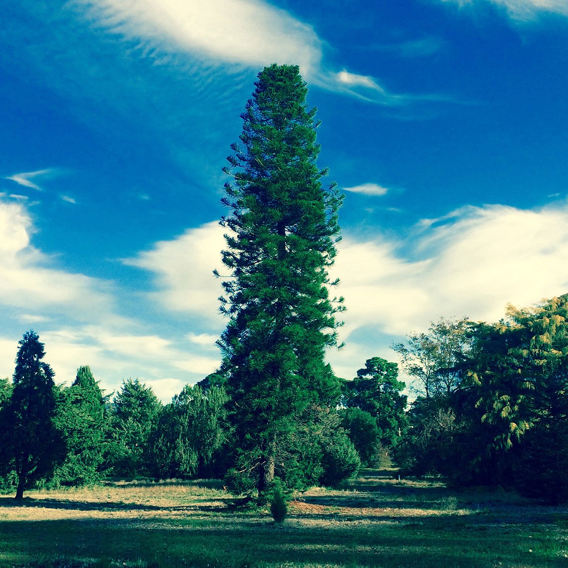 Cook's Gondwana Pine