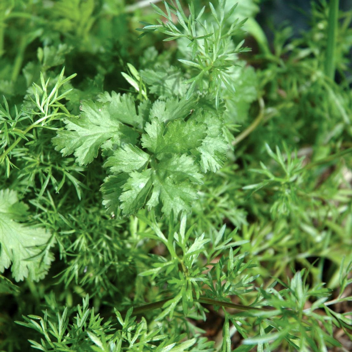 Coriander 'Confetti'