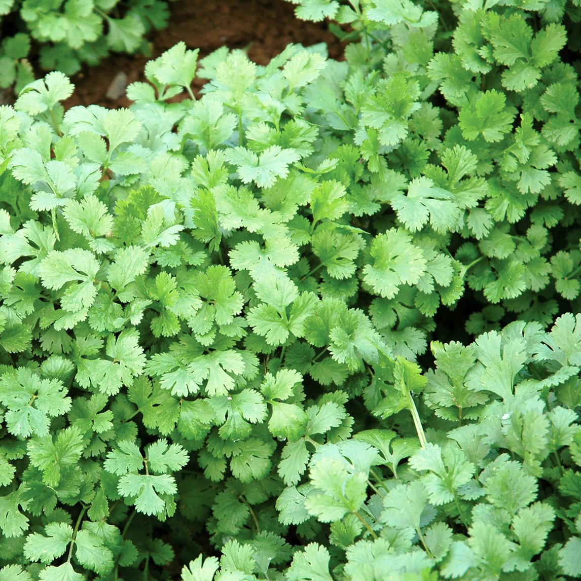 Coriander (Organic)