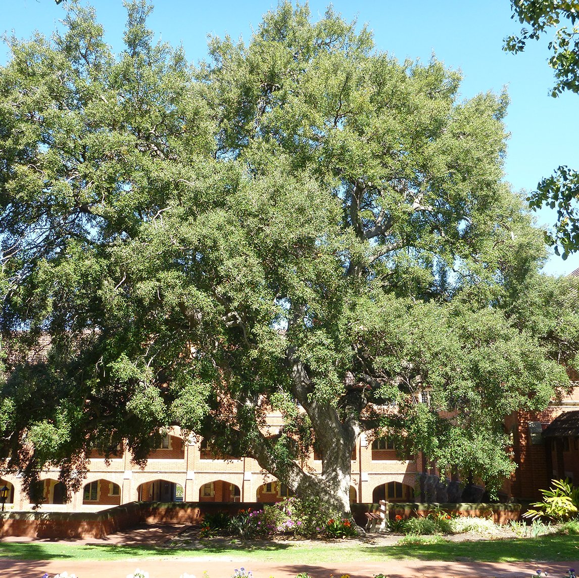 Cork Oak
