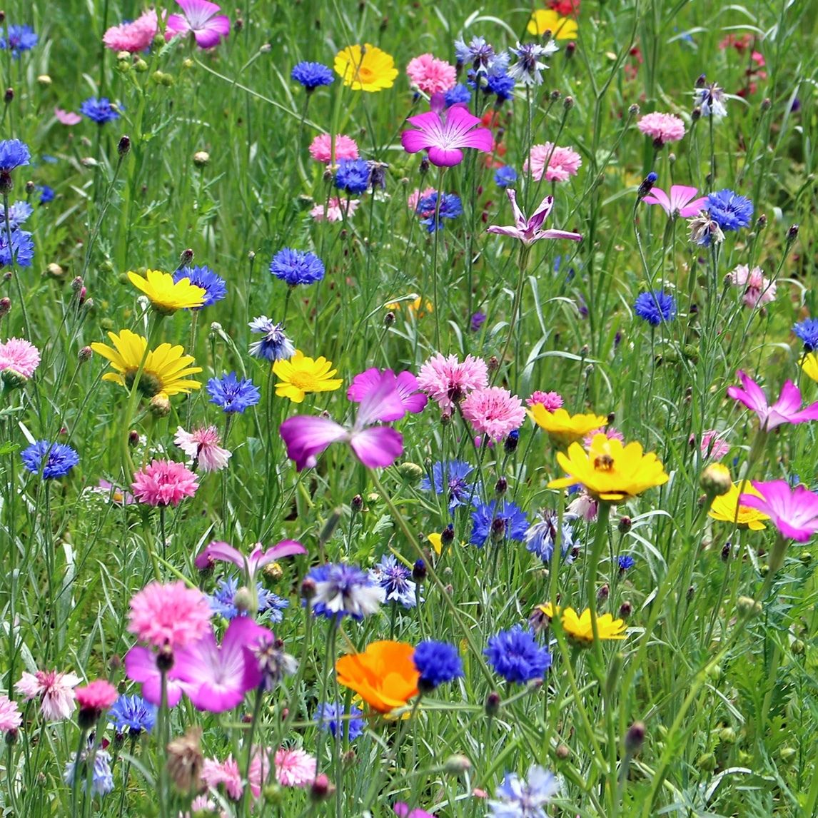 Cornfield Wildflowers
