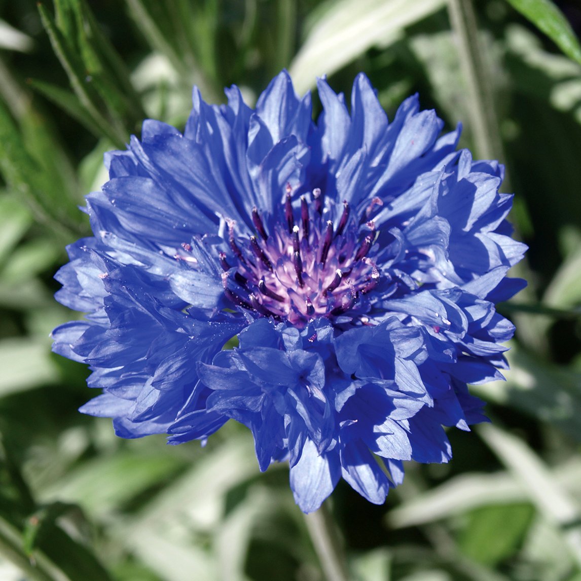 Cornflower 'Dwarf Blue'